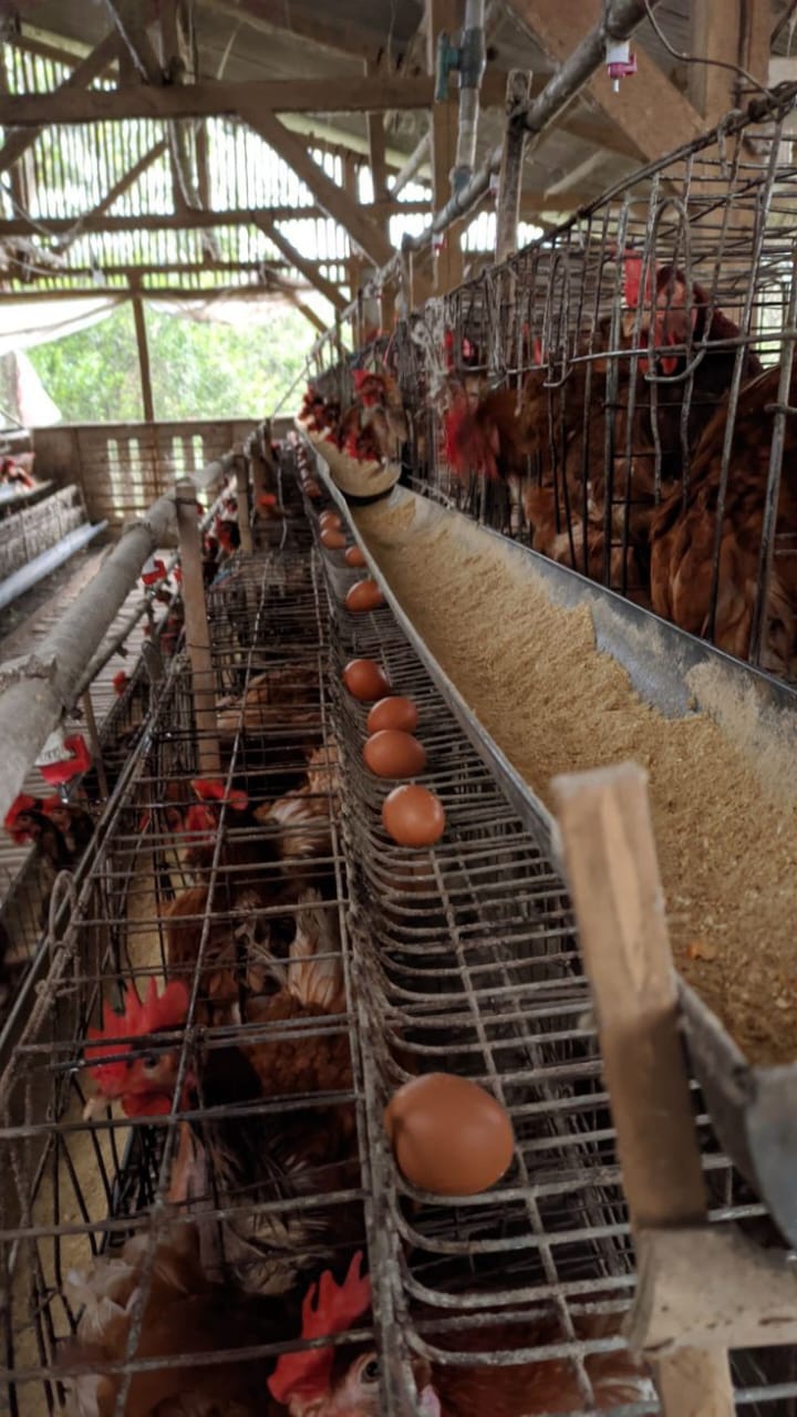 Ternak Ayam Bertelur Pak Wagio